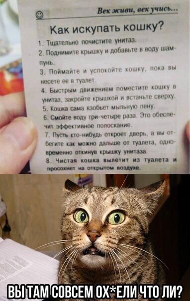 Как искупить кошку там 1 и _ ь щшш ши тд и п ину ппц п щ и ю мр щ опииув ш и в ч ш не цим ШП ЛИ