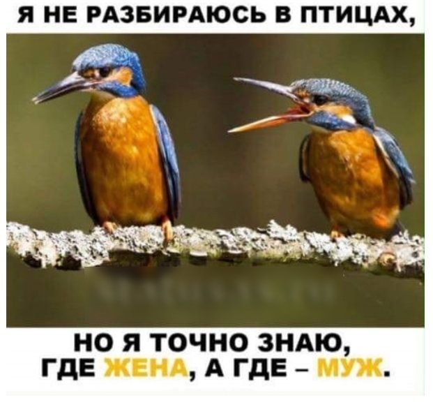 Я НЕ РАЗБИРАЮСЬ В ПТИЦАХ НО Я ТОЧНО ЗНАЮ ГДЕ ЖЕНА А ГДЕ МУЖ