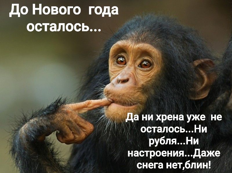 до Нового года осталось а ни хрена уже не осталосьНи рубляНи настроениядаже снега нетблин