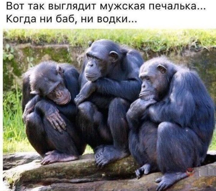 Вот так выглядит мужская печалька Когда ни баб ни водки