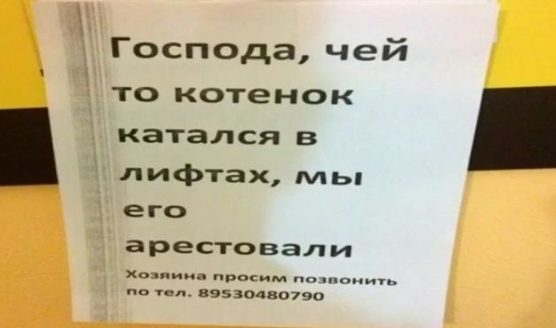 у Господа чей то котенок катался В л ифтах мы его арестовали мии а просим пошоиигь но те в95зоцво7во