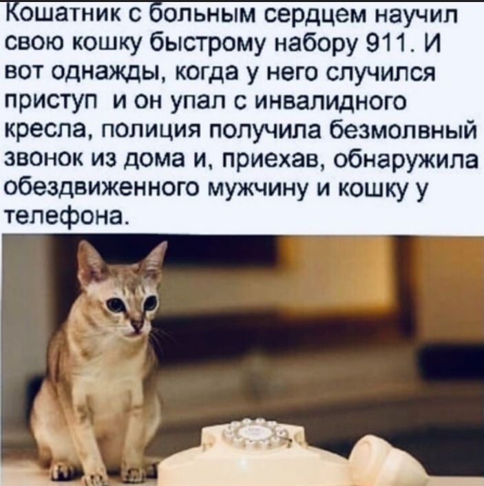 ошатник с сольным сердцем научил свою кошку быстрому набору 911 И вот однажды когда у него случился приступ и он упал с инвалидного кресла полиция получила безмолвный звонок из дома и приехав обнаружила обездвиженного мужчину и кошку у телефона