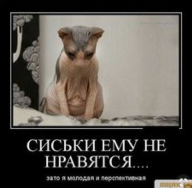 СИСЬКИ ЕМУ НЕ НРАВЯТСЯ плашмя пор _