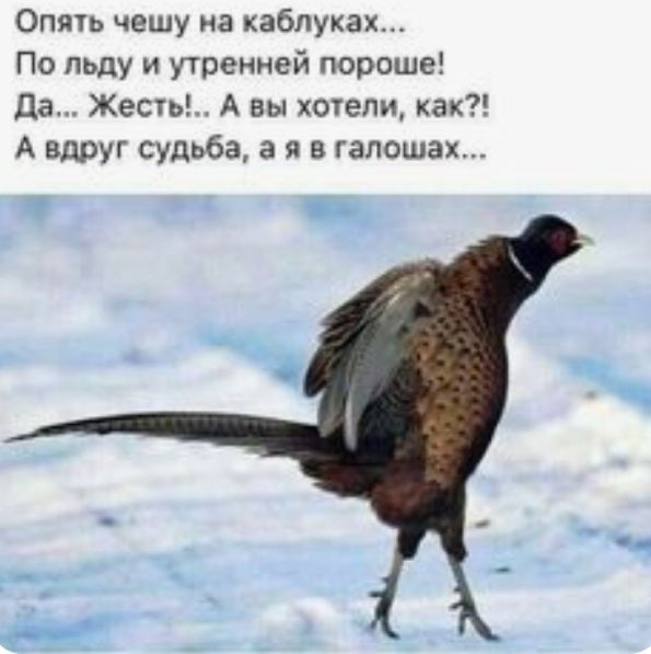 Опять чешу на каблуках По льду и утренней пороше Да Жесть А вы хотели как А вдруг судьба в я в галошах _