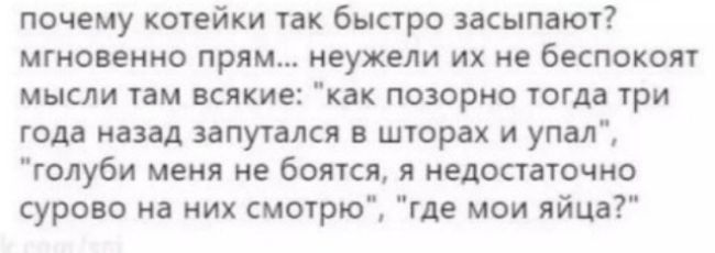 почему котейки так быстро засыпают мгновенно прям неужели их не беспокоят мысли там всякие как позорно тогда три года назад запутался в шторах и упал голуби меня не боятся я недостаточно сурово на них смотрю где мои яйца