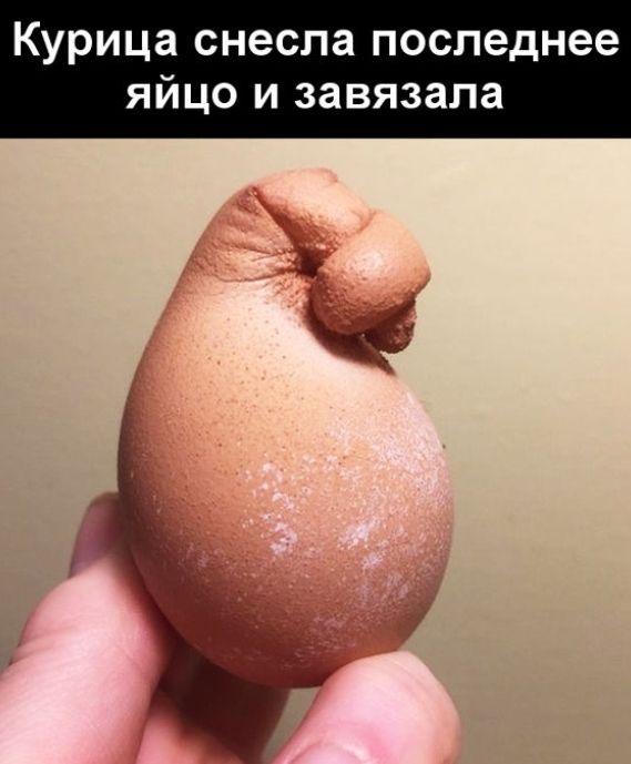 Курица снесла последнее яйцо и завязала
