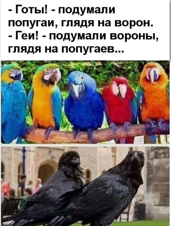 Готы подумали попугаи глядя на ворон Геи подумали вороны