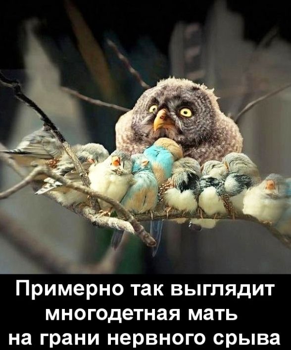 Примерно так выглядит многодетная мать на грани нервного срыва