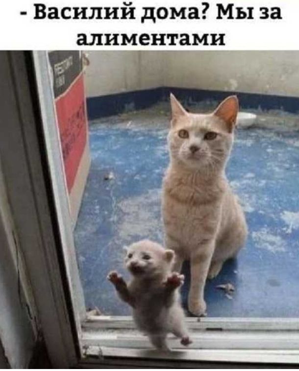 Василий дома Мы за алиментами