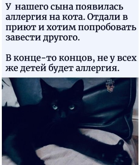 У нашего сына появилась аллергия на кота Отдали в приют и хотим попробовать завести другого В конце то концов не у всех же детей будет аллергия
