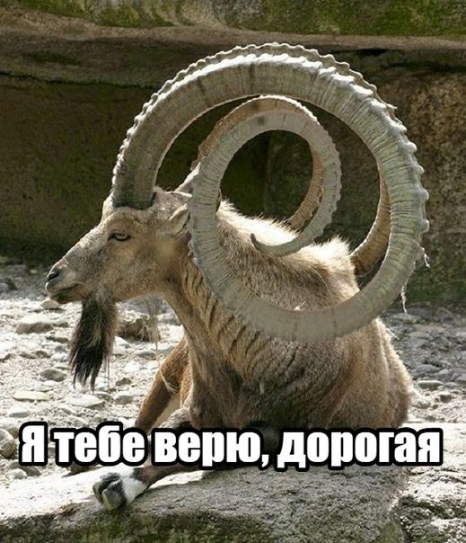 Вішю допогая