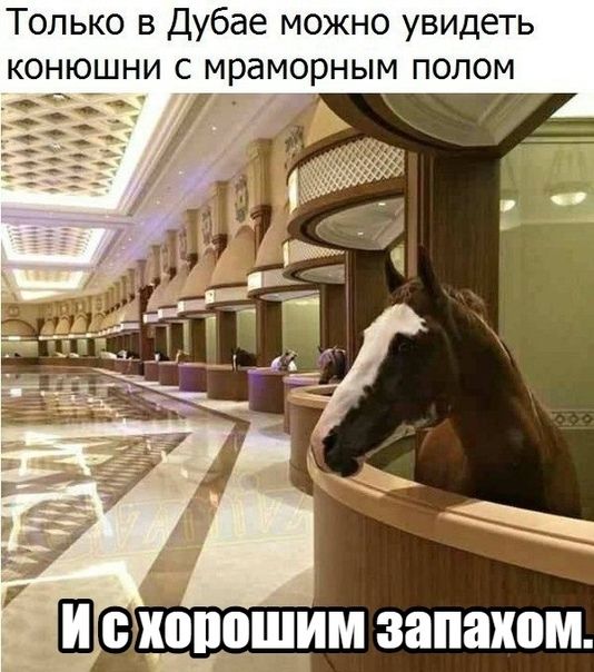 Только в Дубае можно увидеть конюшни с мраморным полом Ъ зі Ш запахом