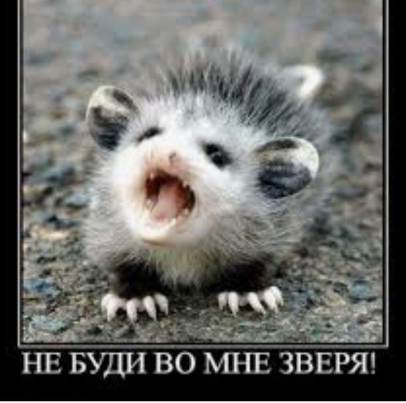 НЕ БУДИВО МНЕ ЗВЕРЯ