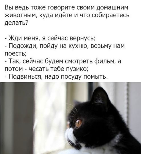 ВЫ ведь тоже ГОБОрИТЕ СВОИМ домашним животным куда идёте и что собираетесь делать _ Жди меня я сейчас вернуСЬ Подожди пойду на кухню возьму нам поесть Так сейчас будем смотреть фильм а потом чесать тебе пузико Подвинься надо посуду помытьь