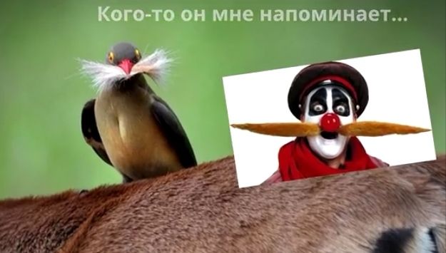 КОГО ТО ОН мне НЭПОМИНЭЕг