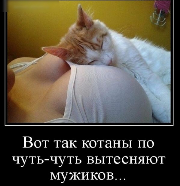 Вот так котаны по чуть чуть вытесняют мужиков