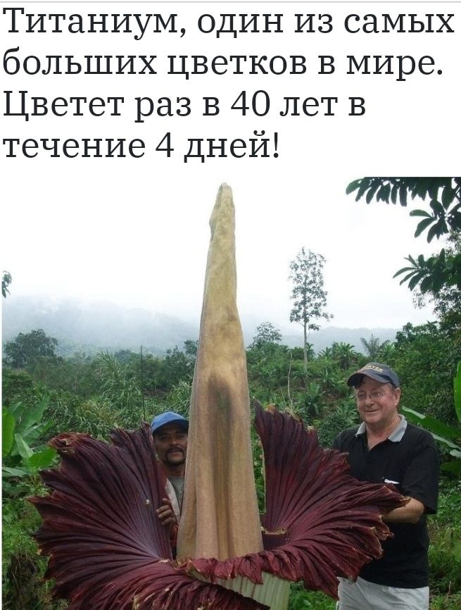 Титаниум один из самых больших цветков в мире Цветет раз в 40 лет в течение 4 Дней