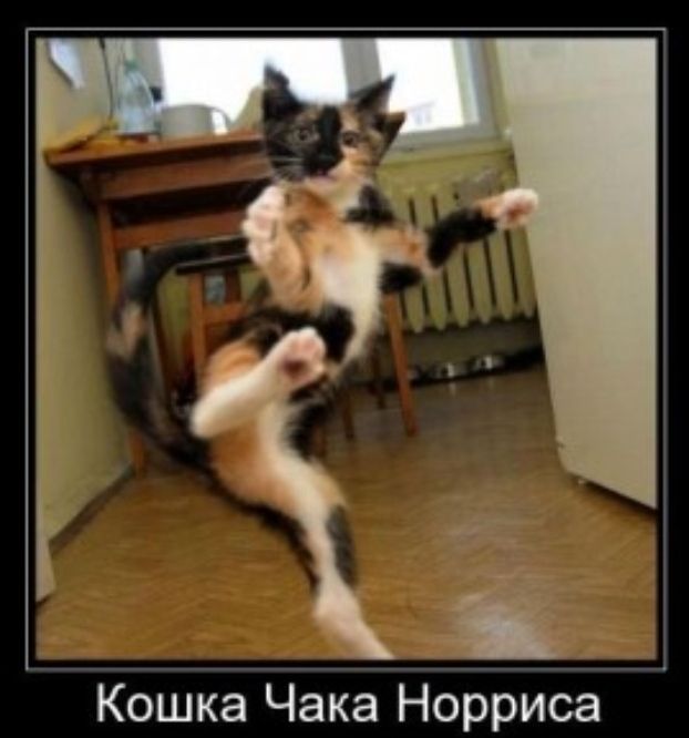 Кошка Чака Норриса