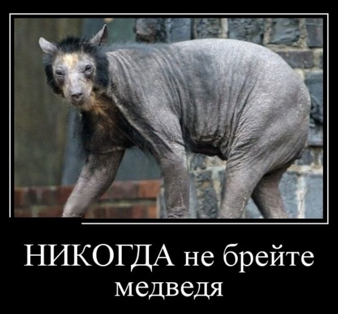 НИКОГДА не брейте медведя