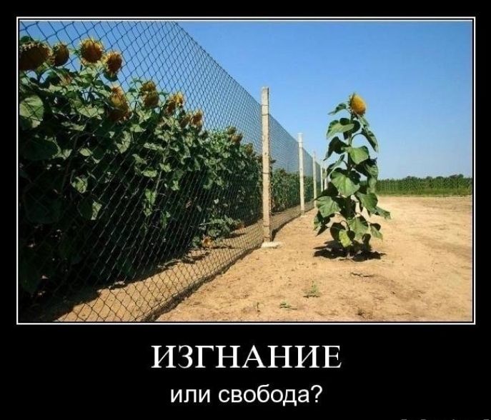 ипи свобода