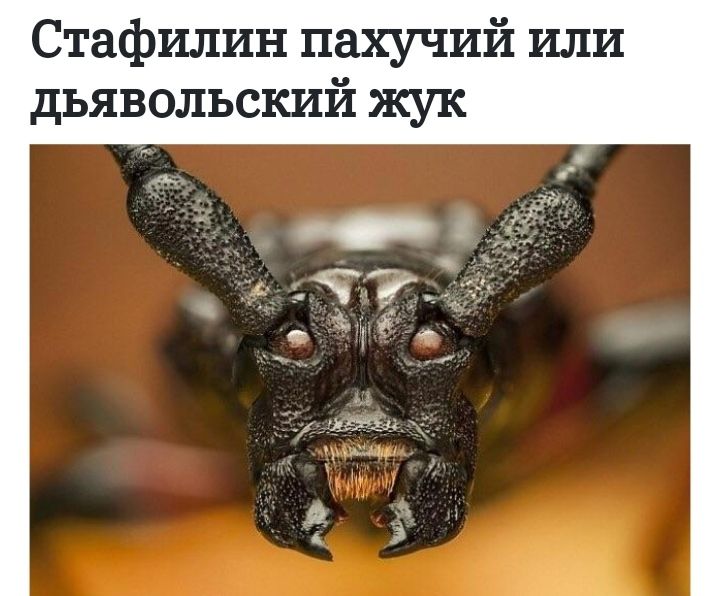 Стафилин пахучий или дьявольский жук _щ