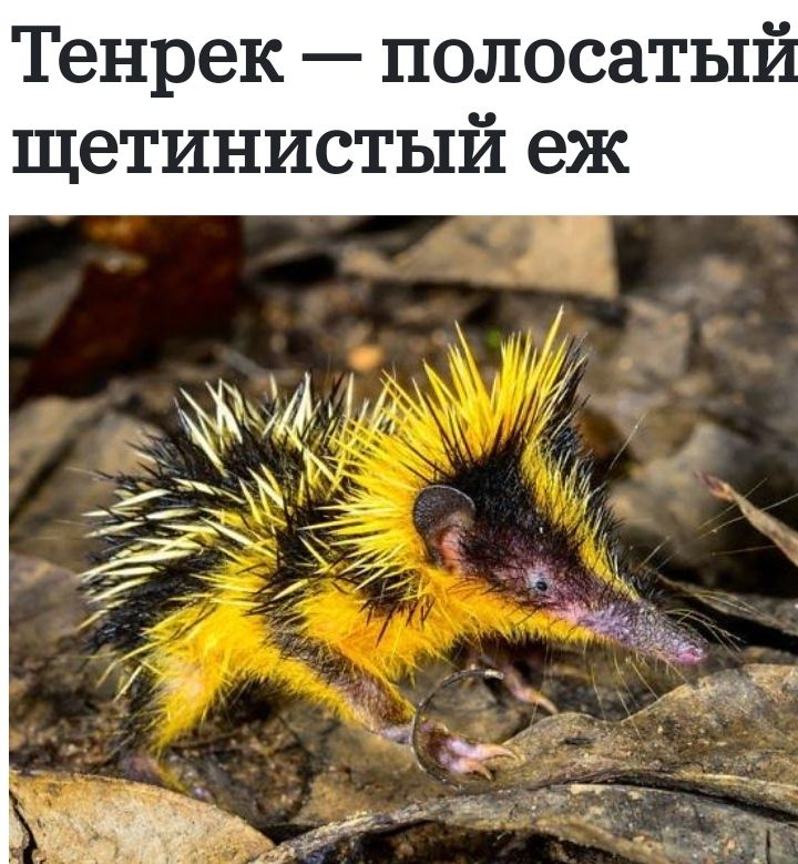 Тенрек полосаты и щетинистый еж