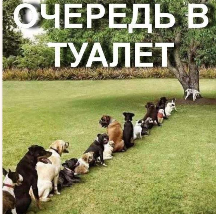 ЕРЕДЬ в ТУАЛ ЕТ