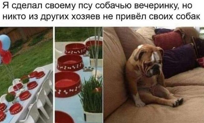 Я сделал своему псу собачью вечеринку но никто из других хозяев не привёл своих собак