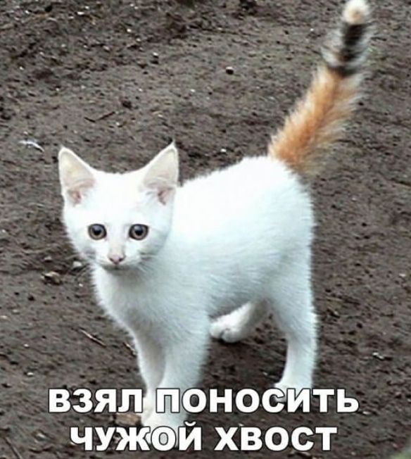 _ взял ноеить чужай хвост