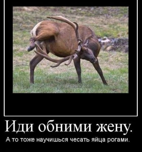 Иди обними жену А то тоже научишься чесать яйца рогами