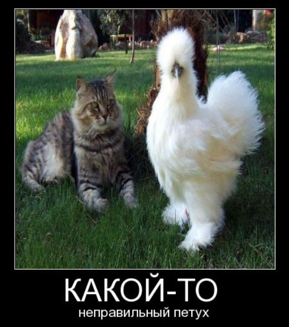 неправильный петух
