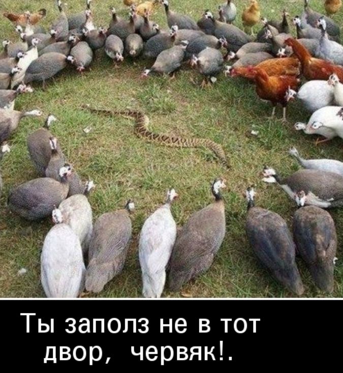 Ты запопз не в тот двор червяк