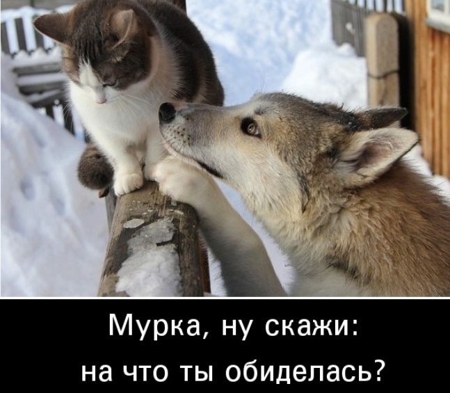 Мурка ну скажи на что ты обиделась