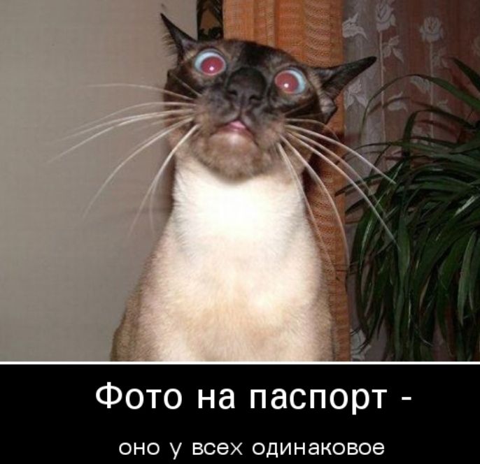 Фото на паспорт ОНО у всех одинаковое