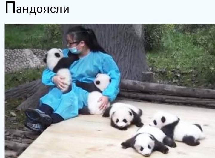 ПдНДОЯСЛИ