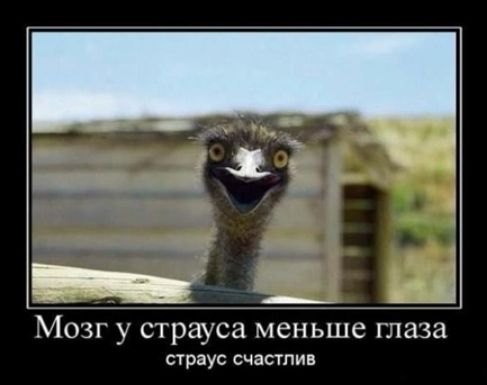 МОЗГ страуса МСНЬШС 13121321 страус счастлив