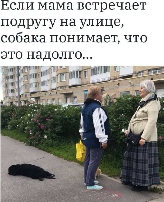 сли мама встречает подругу на улице собака понимает что это надолго