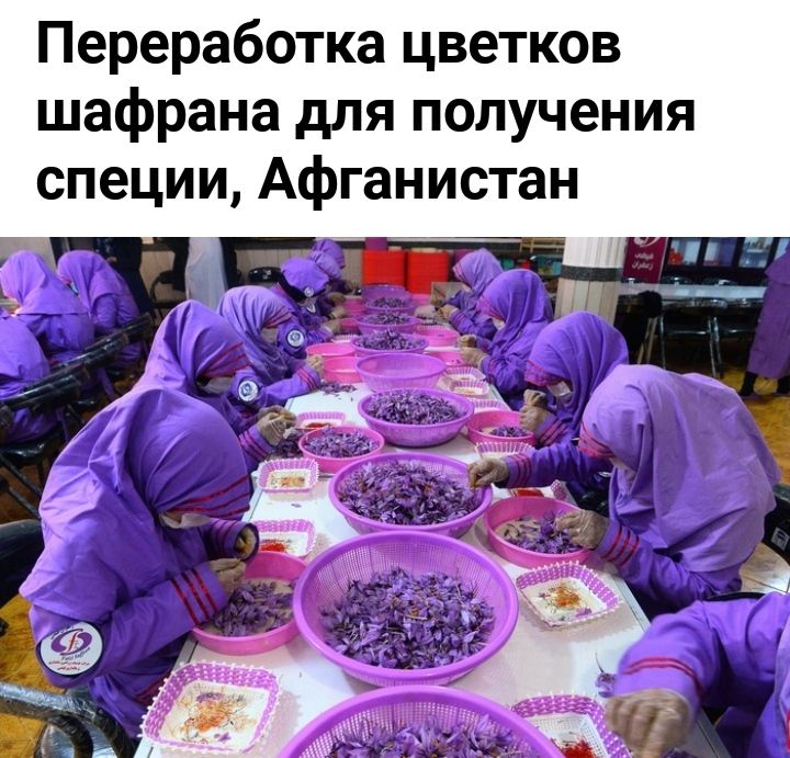 Переработка цветков шафрана для получения специи Афганистан