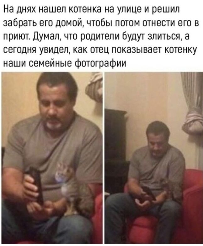 На днях нашел котенка на улице и решил забрать его домой чтобы потом отнести его в приют Думал что родители будут злиться а сегодня увидел как отец показывает котенку наши семейные фотографии