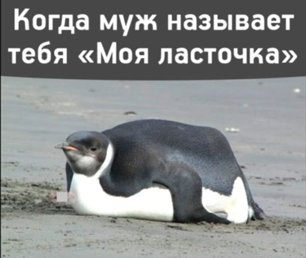 Когда муж называет тебя Моя ласточка