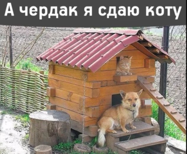 А чердак я сдаю коту
