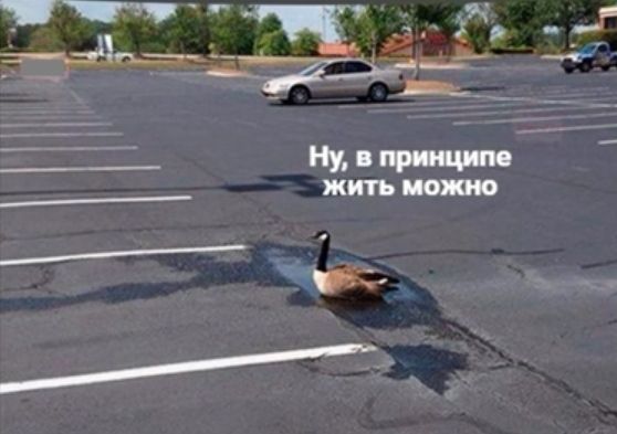 ЖИТЬ ШШШ