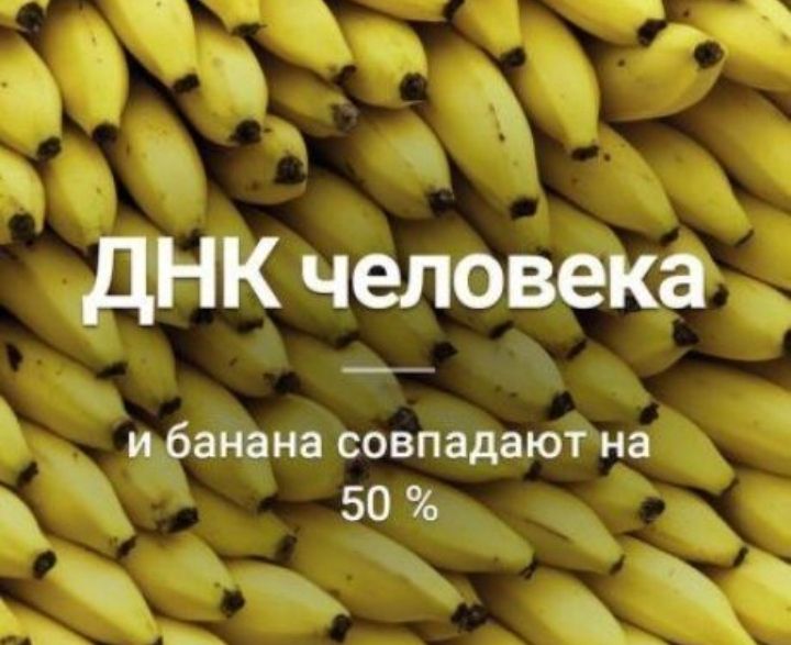 дНК человека и банана совпадают на 50