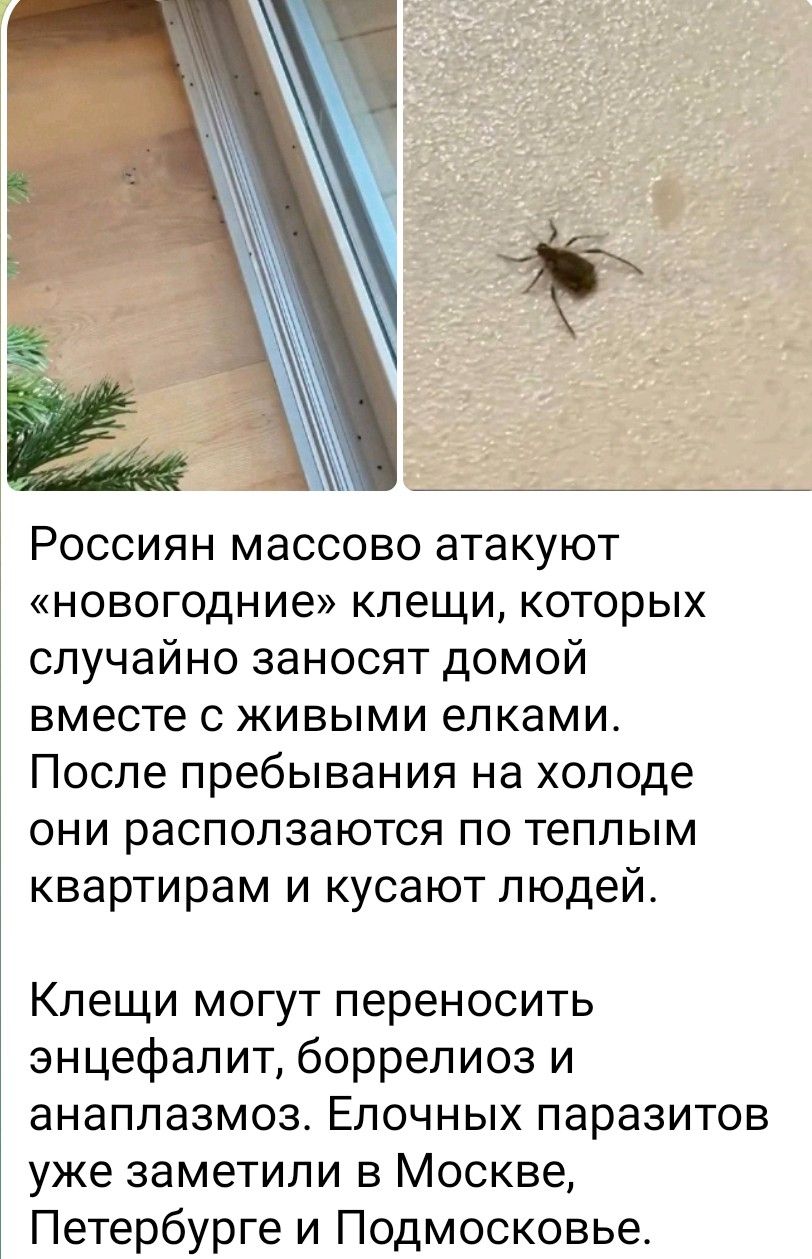 Россиян массово атакуют «новогодние» клещи, которых случайно заносят домой вместе с живыми елками. После пребывания на холода они расползаются по тёплым квартирам и кусают людей. Клещи могут переносить энцефалит, боррелиоз и анаплазмоз. Ёлочных паразитов уже заметили в Москве, Санкт-Петербурге и Подмосковье.