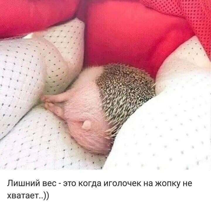 Лишний вес это когда иголочек на жопку не хватает