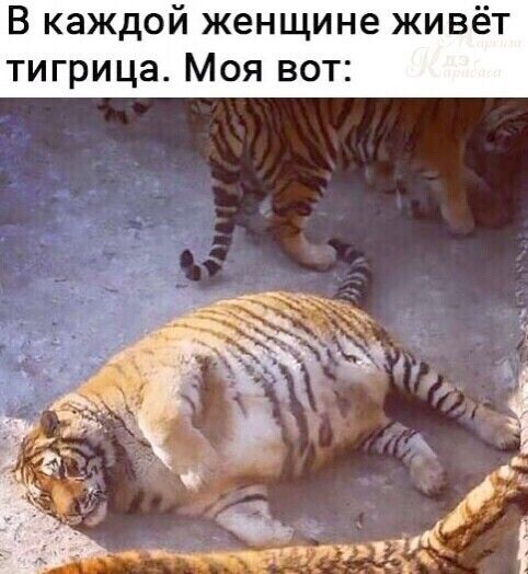 В каждой женщине живёт тигрица Моя вот
