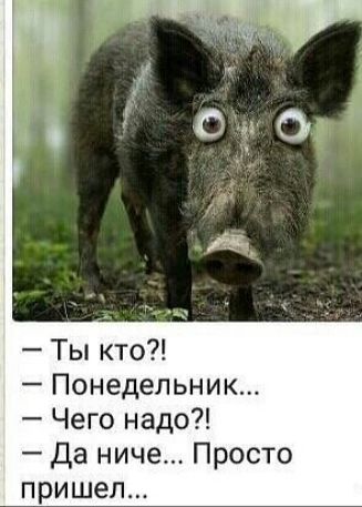 Ты кто Понедельник Чего надо Да ниче Просто пришел