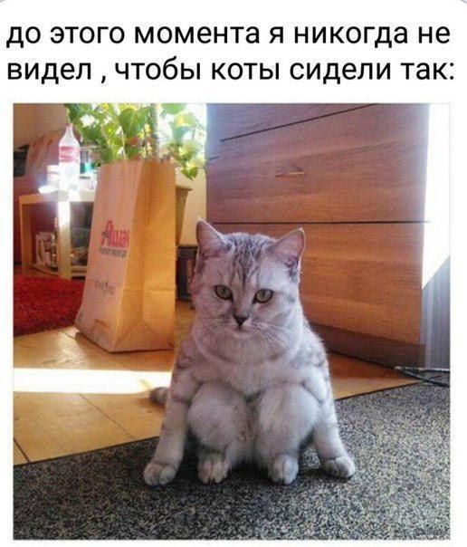 дО ЭТОГО МОМБНТЗ Я никогда не видел ЧТОбЫ КОТЫ СИДЗЛИ ТЭК 1