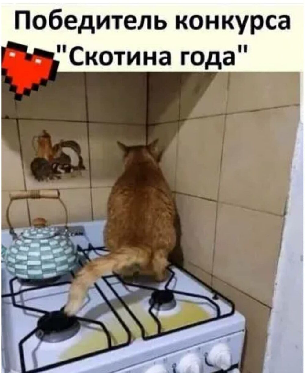 Победитель конкурса Скотина года