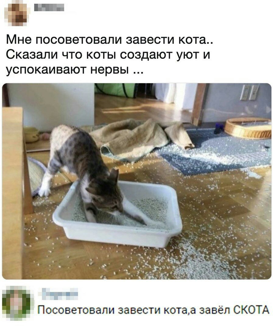 Мне посоветовали завести кота Сказали ЧТО КОТЫ создают УЮТ И УСПОКЗИВЗЮТ нервы Посоветовали завести котаа завёл СКОТА